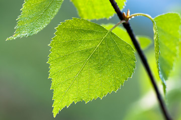 green spring leaves on tree in forest