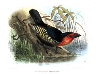 Illustration of bird