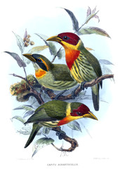 Illustration of bird