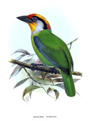 Illustration of bird