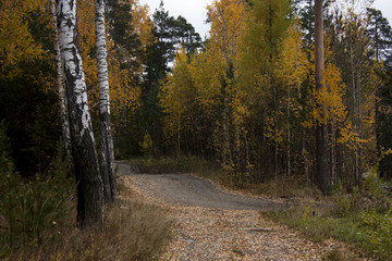 The autumn road in the wood