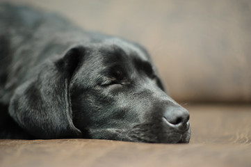 Labrador dog on sofa
