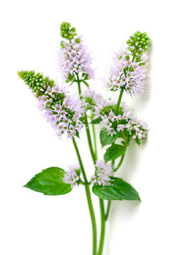 fresh peppermint flowers and leaves isolated on white Stock Photo | Adobe  Stock