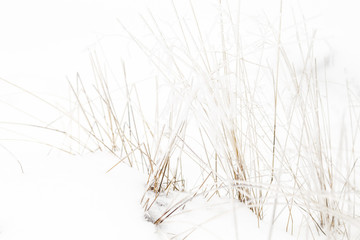 Frozen grass winter background
