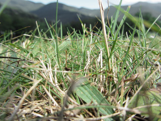 Inside, the lush green grass sprouts everywhere in summer