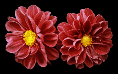 Red flowers dahlias on black isolated background with clipping path.  No shadows. Closeup.  Nature.