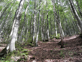 Beech forest landscape in summer . Tuscany, Italy