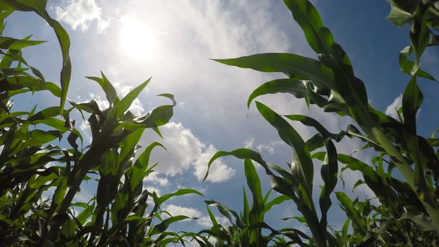 Corn growth on agricultural field, shooting from a low angle