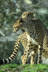 Portrait eines Gepard