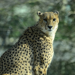 Portrait eines Gepard