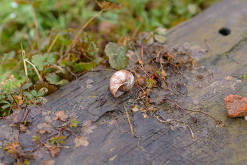 Empty discarded land or terrestrial snail shell