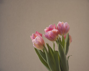 floral background with bouquets of spring tulips