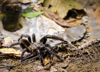 Bird spider in Surinam