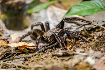 Bird spider in Surinam