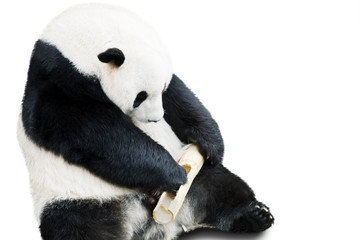 Giant panda eating bamboo isolated over white background