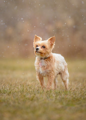 Chorkie and Falling Snow
