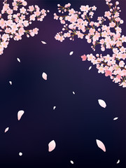 Obraz premium 夜桜