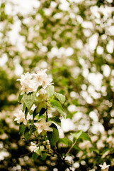 Closeup of white blossoming flowers on the branches 