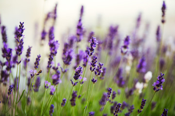 Lavender bushes close up on sunset.