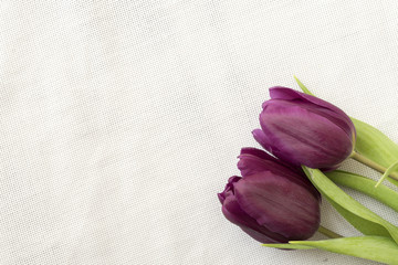 Bouquet of purple (violet) tulips on a white background. Spring flowers. Greeting card for Valentine. To my beloved wife. Mother's Day Holiday.