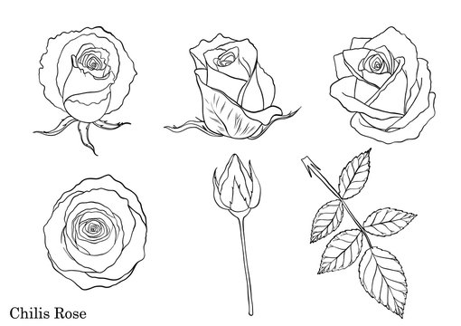 Rose vector set by hand drawing.Beautiful flower on white background.Rose art highly detailed in line art style.Chilis rose for colour book