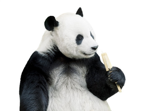 Giant Panda Eating Bamboo Isolated Over White