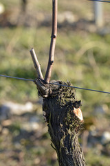 geschnittener weinberg in rheinhessen im winter