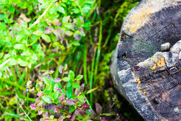 Old tree stump covered with moss and grass
