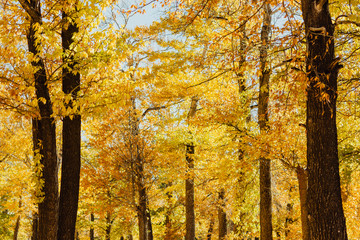 Poplar grove. Forest of trees with yellow leaves in autumn.