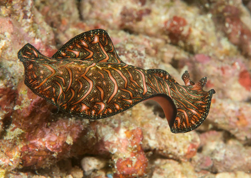 Persian carpet flatworm ( Pseudobiceros bedfordi ) swimming over coral reef  of Bali, Indonesia