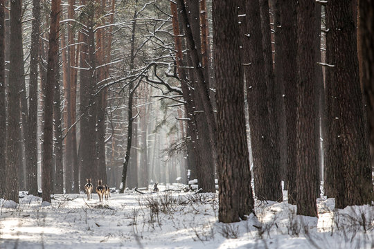 Wild roe deer in the snow-covered winter forest, reserve Kyiv region, Ukraine