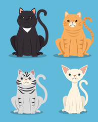 cute cats pets friendly vector illustration design