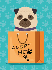 dog in paper bag pet friendly vector illustration design