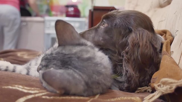 cat and a dog friendship are sleeping together indoors funny video. cat and dog