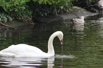 Obraz premium Mute swan head shot, Cygnus olor, beautiful animal that was in a park in Dublin