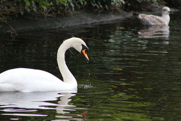 Fototapeta premium Mute swan head shot, Cygnus olor, beautiful animal that was in a park in Dublin