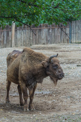 European aurochs at the Prague Zoo