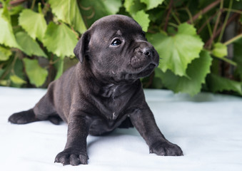 Puppy Staffordshire bull Terrier