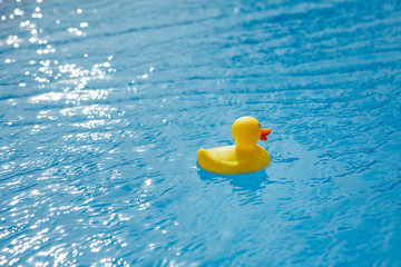 yellow rubber duck in blue swimming pool