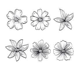 set flowers rustic and monochrome decoration, vector illustration design