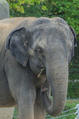 Fototapeta premium elephant at the Prague Zoo