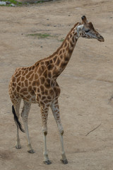 Obraz na płótnie Canvas Giraffe at the Prague Zoo