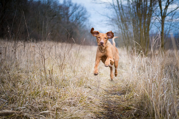 Running funny hunter dog in winter field
