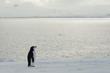 Obraz premium penguin, antarctica, travel