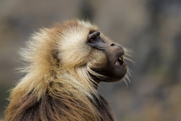 Portrait of  malegelada baboon in Simien Mountains in Ethiopia