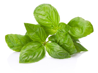 Fresh green basil herb leaves isolated on white background