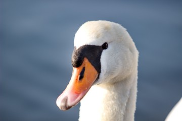 head of male of swan