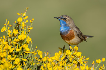 Colorful bird perched on a flowering plant against a green background.. Taken in Gredos mountains , Spain.