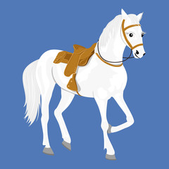 White arabian stallion standing isolated over white background