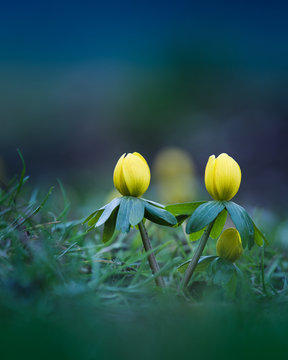 Winterling dunkler hintergrund